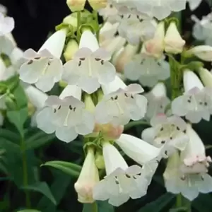 Penstemon Pensham 'Wedding Day' 1L