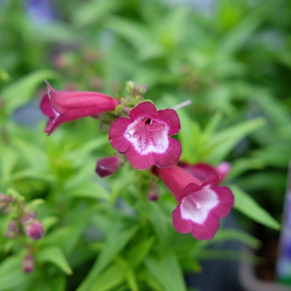 Penstemon hartwegii 'Phoenix Violet'