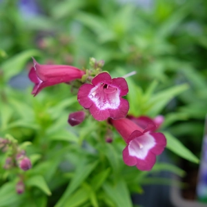 Penstemon hartwegii 'Phoenix Violet'