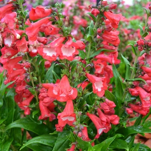 Picture Credit - Ball Horticultural