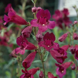 Penstemon 'Purple Bedder' 1L