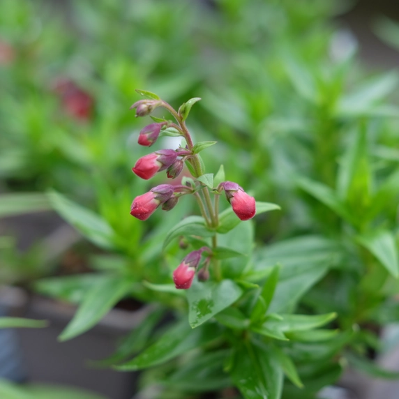Penstemon 'Rubicundus'