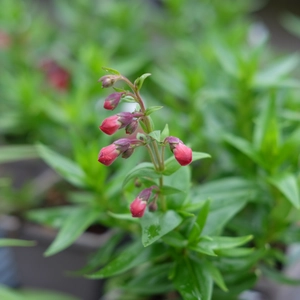 Penstemon 'Rubicundus'