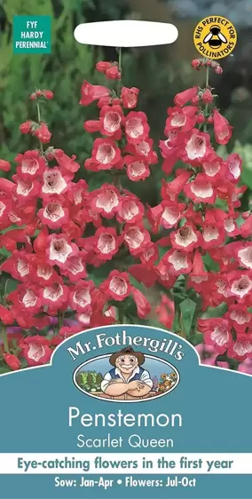 Penstemon Scarlet Queen