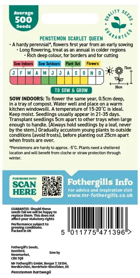 Penstemon Scarlet Queen Seeds - image 2