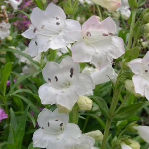 Penstemon 'Snow Storm' 1L