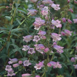 Penstemon 'Sour Grapes' 1L