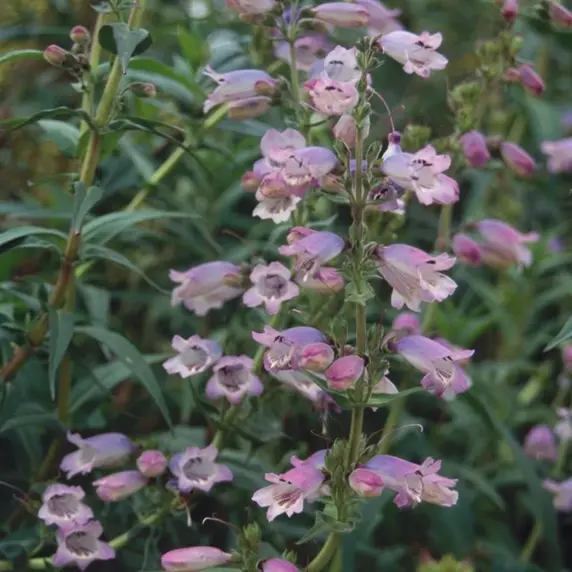 Picture Credit - Kernock Park Plants Ltd.