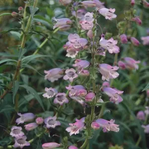 Picture Credit - Kernock Park Plants Ltd.