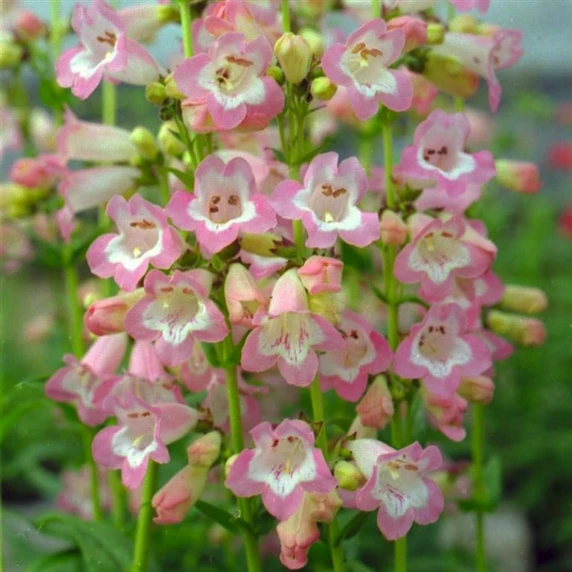 Picture Credit - Kernock Park Plants