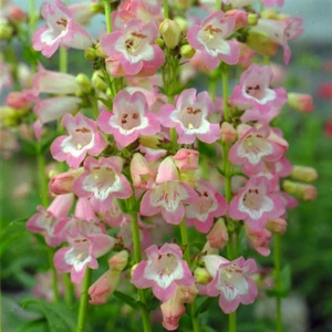 Picture Credit - Kernock Park Plants