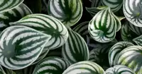 Peperomia