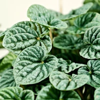 Peperomia
