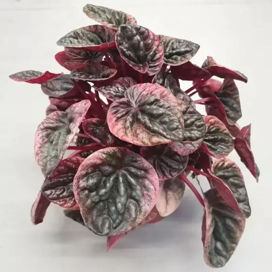 Peperomia caperata 'Abricos' 11cm - image 2