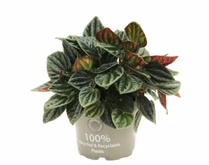 Peperomia caperata 'Amazonas' 11cm