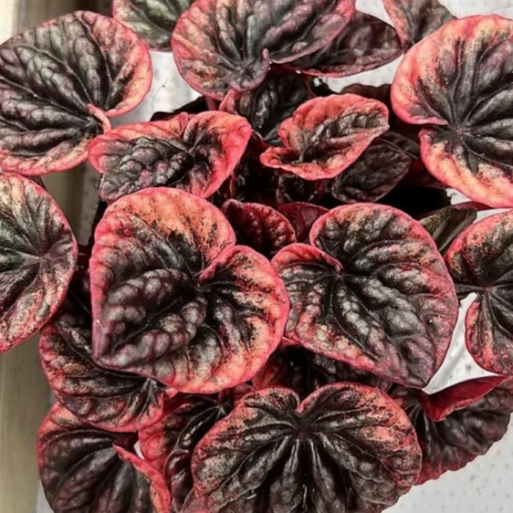 Peperomia 'Apricot'