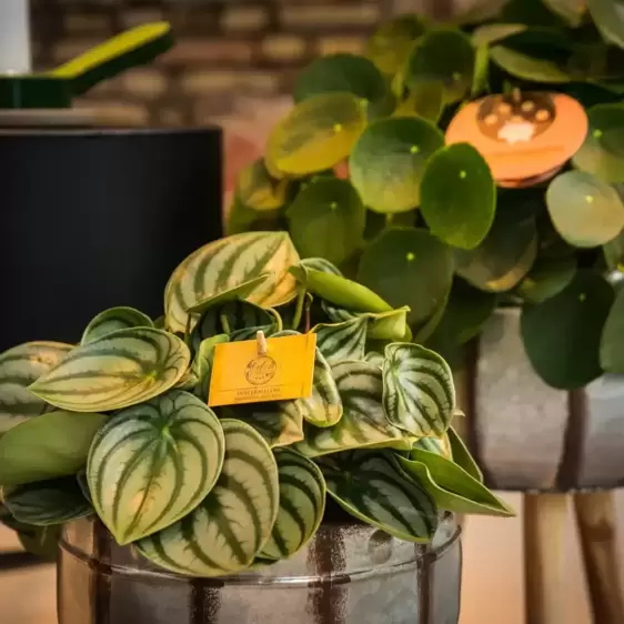 Peperomia argyreia 12cm - image 3