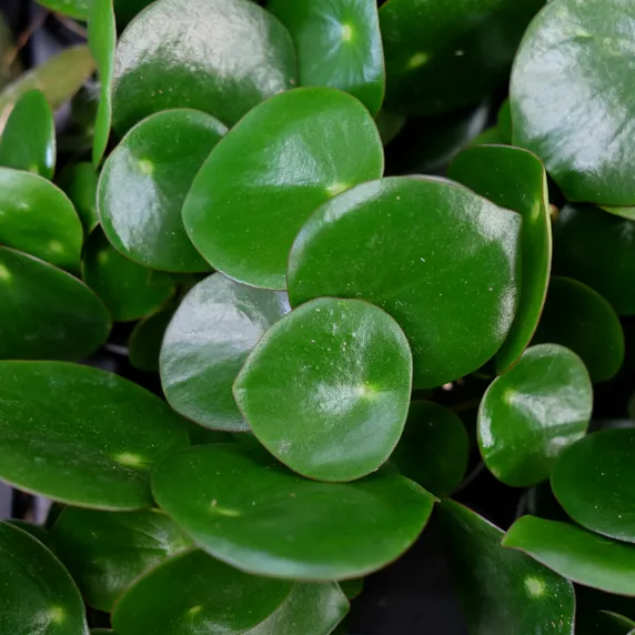 Peperomia arifolia