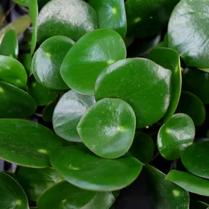 Peperomia arifolia