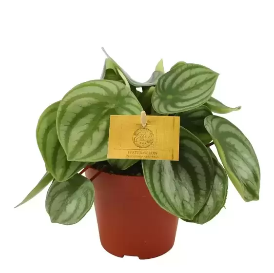 Peperomia argyreia 12cm - image 2