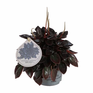 Peperomia 'Aruba'