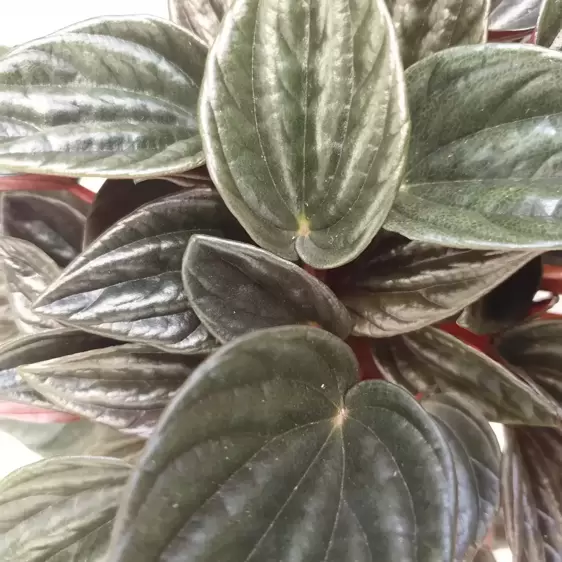 Peperomia caperata 'Brasilia' 6cm - image 1