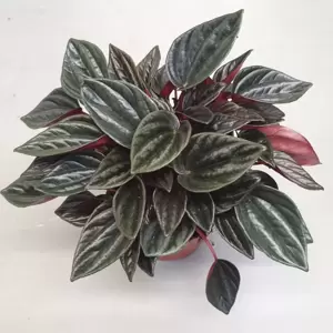 Peperomia caperata 'Brasilia' 11cm - image 2