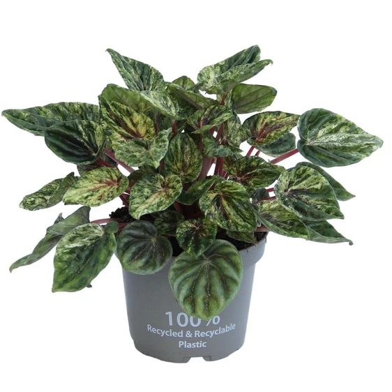 Peperomia caperata 'Buenos Aires' 11cm