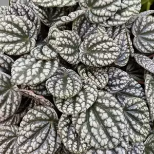 Peperomia 'Burbella' 11cm - image 1