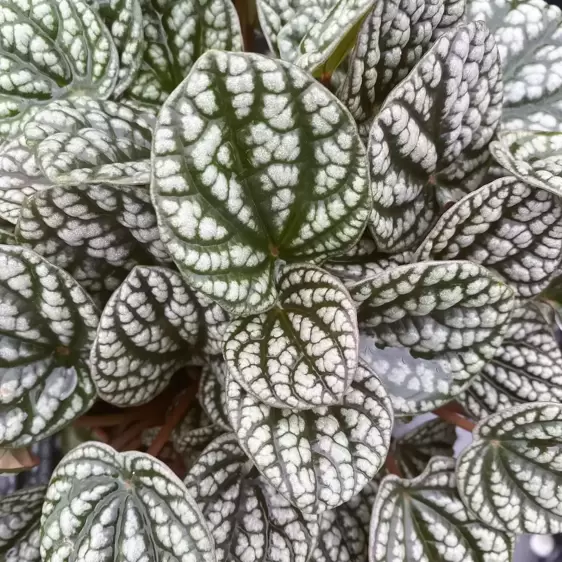 Peperomia 'Burbella' 11cm - image 3