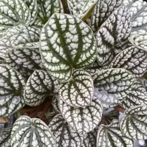 Peperomia 'Burbella' 11cm - image 3