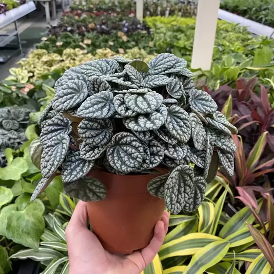 Peperomia 'Burbella' 15cm - image 2