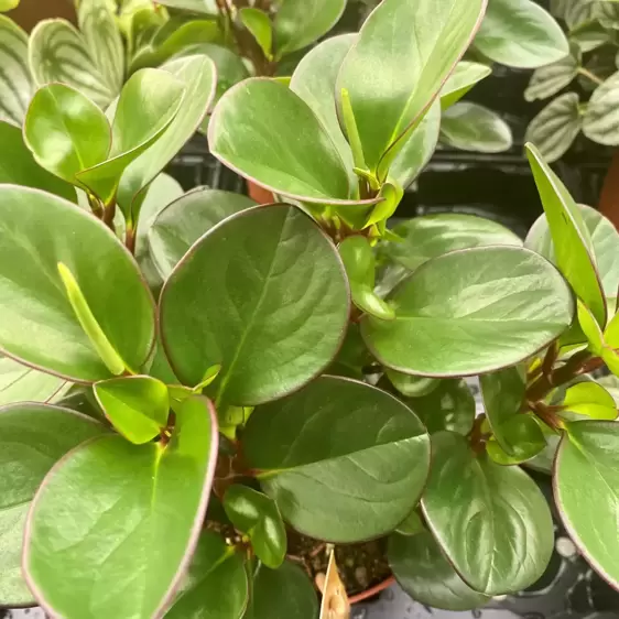 Peperomia 'Burning Bush' - image 1