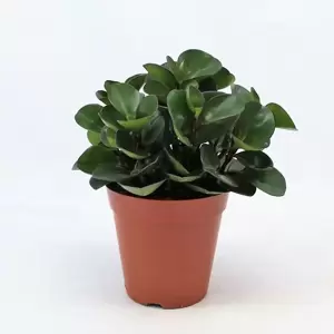 Peperomia 'Burning Bush' - image 2