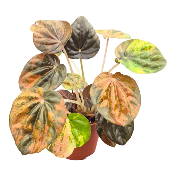Peperomia 'Candora Picasso' - image 1