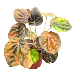Peperomia 'Candora Picasso' - image 1