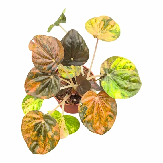 Peperomia 'Candora Picasso' - image 2