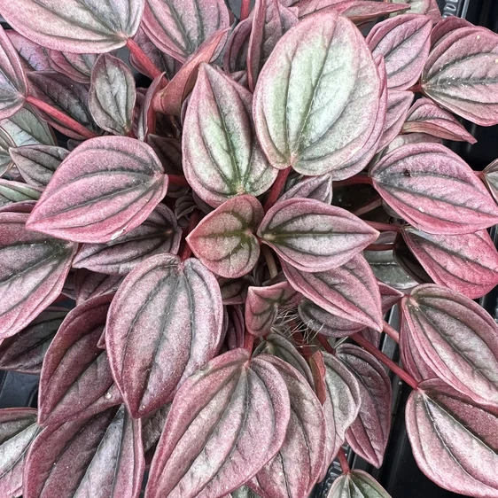Peperomia caperata 'Cayenne' 12cm - image 1