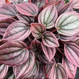 Peperomia caperata 'Cayenne' 6 cm