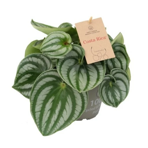 Peperomia argyreia 'Costa Rica'