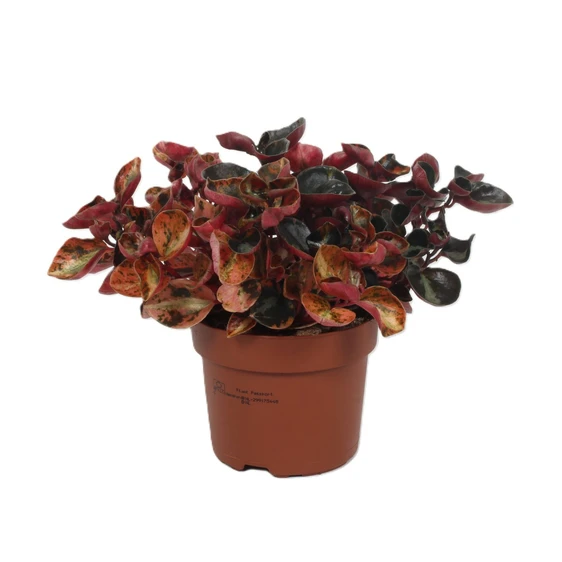 Peperomia metallica 'Creme Brulee'