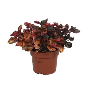 Peperomia 'Creme Brulee'