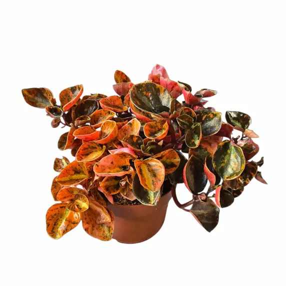 Peperomia metallica 'Creme Brulee' 12cm - image 2