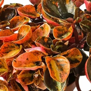 Peperomia metallica 'Creme Brulee' 12cm - image 1