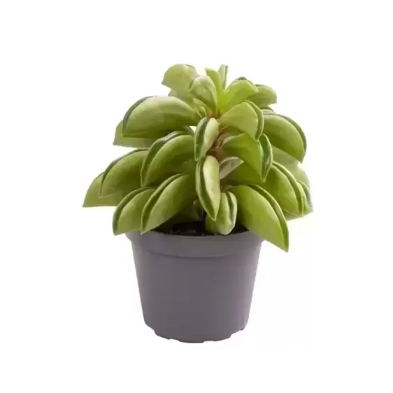 Peperomia 'Fire Sparks'