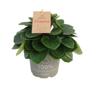 Peperomia fraseri