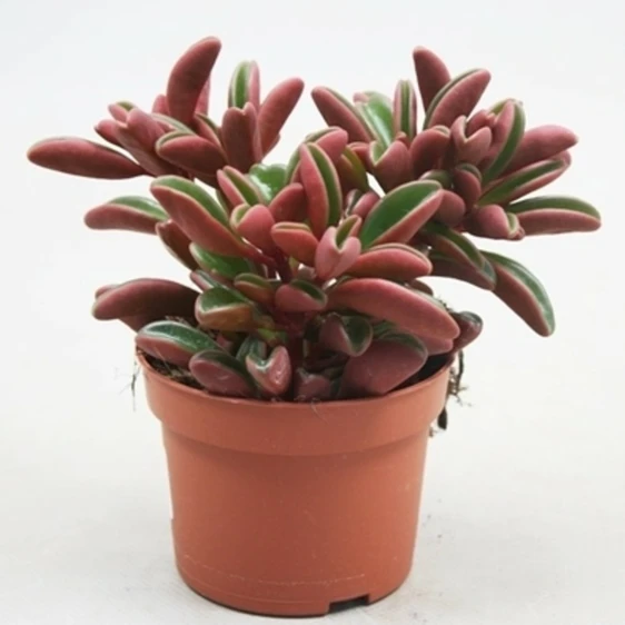 Peperomia graveolen