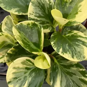 Peperomia obtusifolia 'Green Gold' 14cm - image 1