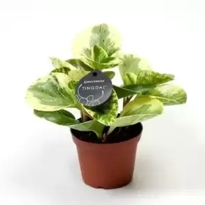 Peperomia obtusifolia 'Green Gold' 11cm - image 2