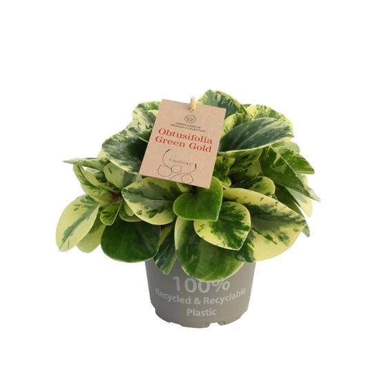 Peperomia obtusifolia 'Green Gold' 14cm - image 2